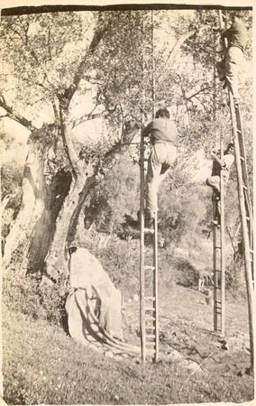 Olive picking time